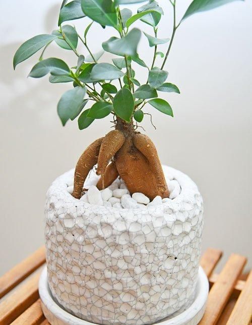 ガジュマル 072401 販売・通販［詳細ページ］ *tree tree*