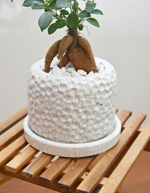 ガジュマルさま専用ページ ガジュマル 072401 販売・通販［詳細ページ］ *tree tree*