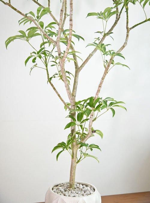 シェフレラ 072403 販売・通販 ［詳細ページ］ *tree tree*