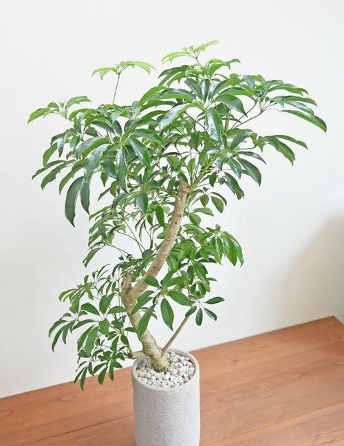 観葉植物 シェフレラ 185cm 観葉植物 シェフレラ 185cm シェフレラ 4号 | Green Shop MITSUBACHI