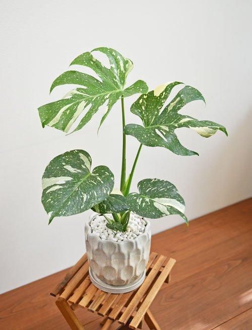 斑入りモンステラ・タイコンステレーション 072401 販売・通販［詳細