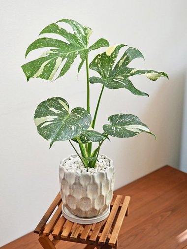 モンステラ - tree tree ～おしゃれな観葉植物 通販/interior plants shop～