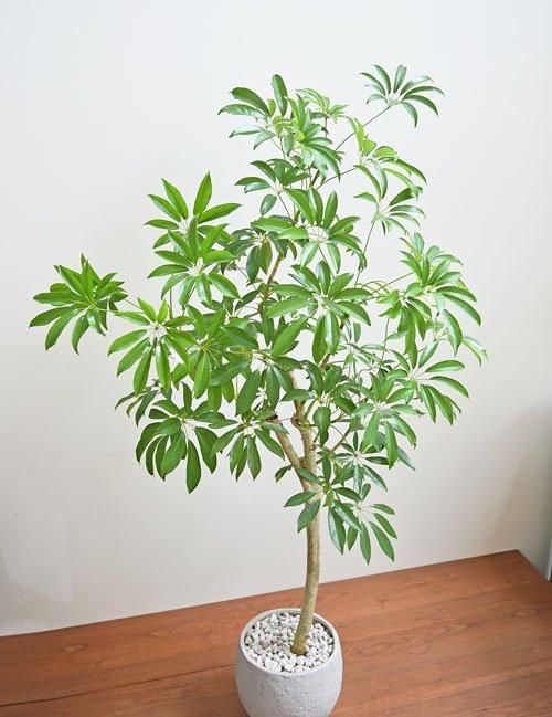 観葉植物 Amazon｜東京寿園 パキラ 観葉植物 本物 ミニ ハイドロ