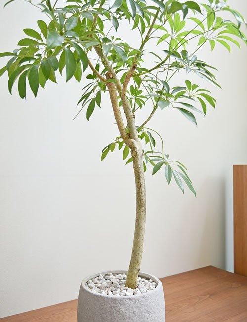 シェフレラ 072406 販売・通販 ［詳細ページ］ *tree tree*