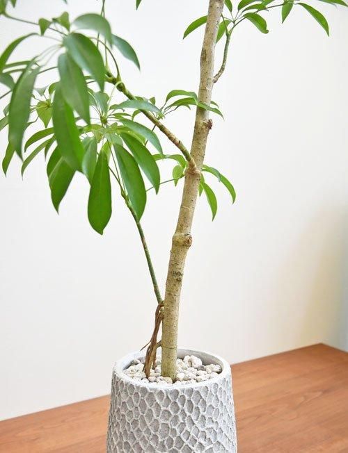 シェフレラ 072407 販売・通販 ［詳細ページ］ *tree tree*