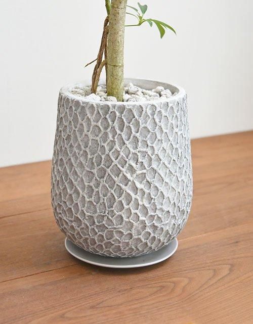 kapok-653_1.jpg?1656660153