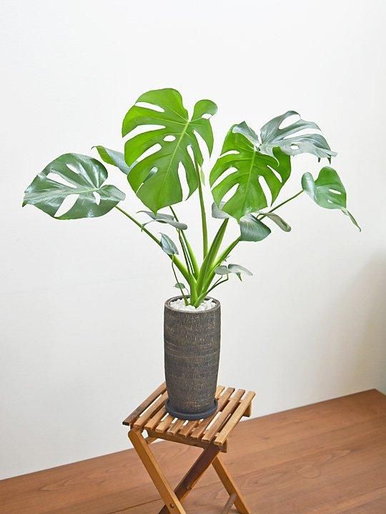モンステラ 072401 販売・通販［詳細ページ］ *tree tree*
