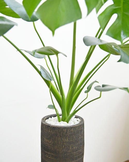 モンステラ 072401 販売・通販［詳細ページ］ *tree tree*