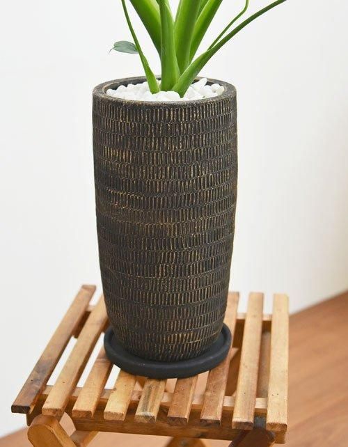 モンステラ　　観葉植物 フィロデンドロン・セローム 大きなギザギザの葉とゴツゴツした