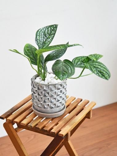 veil plants】モンステラデリシオーサフルミント