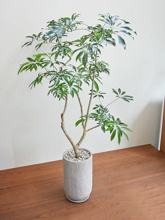 シェフレラ 082401 販売・通販 ［詳細ページ］ *tree tree*