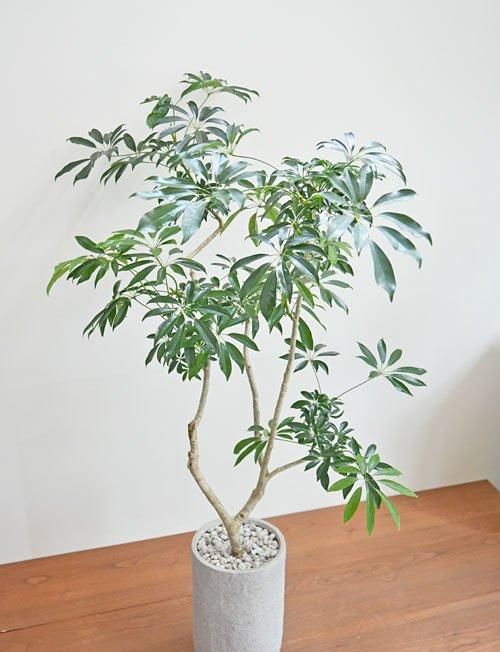 観葉植物 シェフレラ 205cm シェフレラ 082401 販売・通販 ［詳細ページ］ *tree tree*