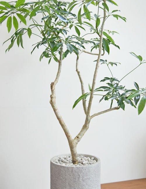 シェフレラ 082401 販売・通販 ［詳細ページ］ *tree tree*