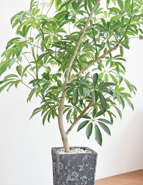 シェフレラ 082403 販売・通販 ［詳細ページ］ *tree tree*