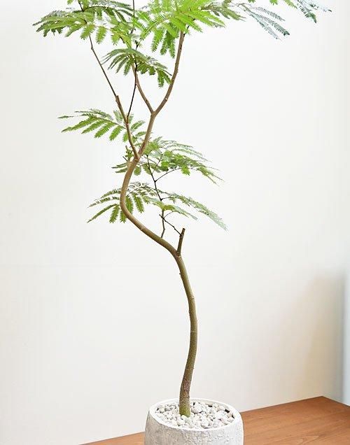 エバーフレッシュ 082403 販売・通販 ［詳細ページ］ *tree tree*