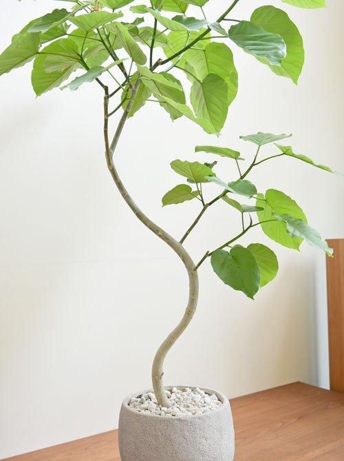 ウンベラータ 082401 販売・通販 ［詳細ページ］ *tree tree*