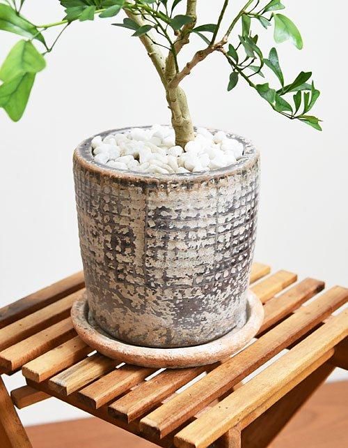 希少 シェフレラ トライアンギュラス 大苗 希少 シェフレラ トライアンギュラス 大苗