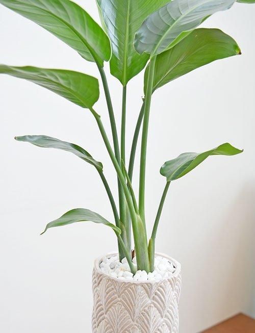 Amazon｜ITANSE ストレリチア オーガスタ 観葉植物 大型 8