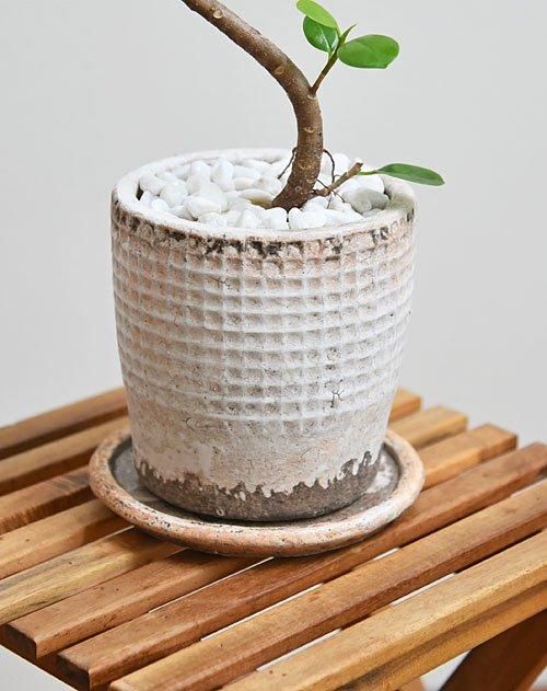 パンダガジュマル 092401 販売・通販［詳細ページ］ *tree tree*