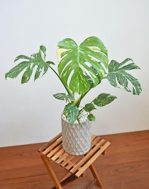 3 モンステラタイコンステレーション斑入り厳選苗5株入り袋