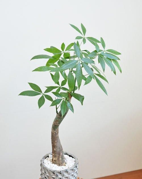 枯木 古木 流木 パキラ 観葉植物