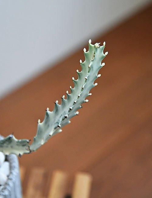 Amazon｜多肉植物：ユーフォルビア ホワイトゴースト*M｜観葉