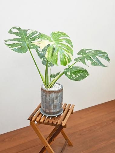 斑入りモンステラ CEMENT POT - フェイクグリーン専用通販サイト
