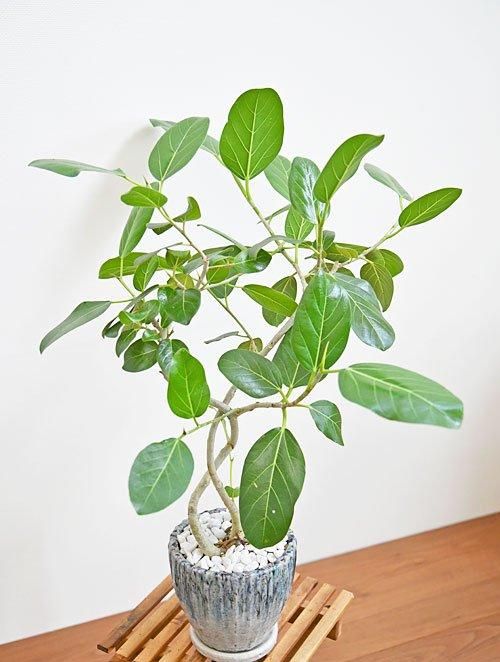 フィカス・ベンガレンシス 092401 通販 ［詳細ページ］ *tree tree*