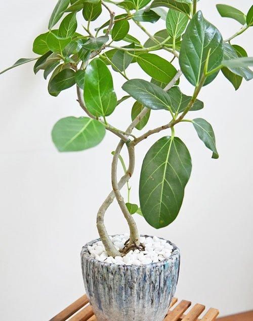 フィカス・ベンガレンシス 092401 通販 ［詳細ページ］ *tree tree*