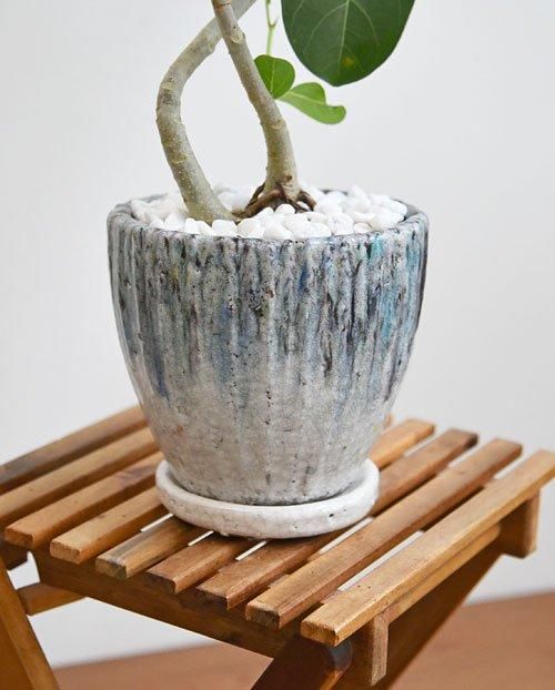 観葉植物 フィカス ベンガレンシス 8号 曲り 極太 プラスチック