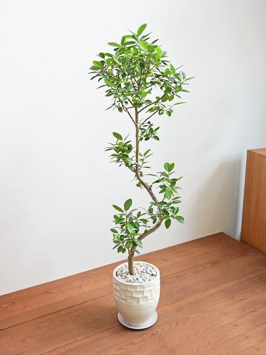 AND PLANTS｜フランスゴムの木 L - アンドプランツ(アンド