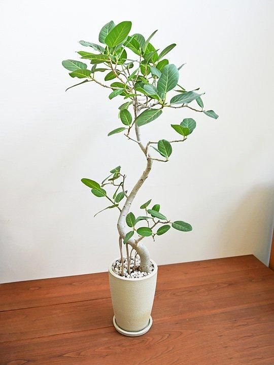 【海外限定】 フィカス・ベンガレンシス 072402 通販 ［詳細ページ］ *tree tree* フィカス