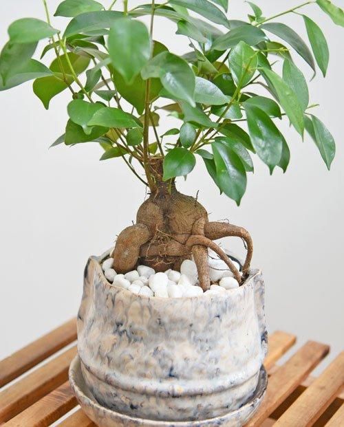 ガジュマル 092401 販売・通販［詳細ページ］ *tree tree*