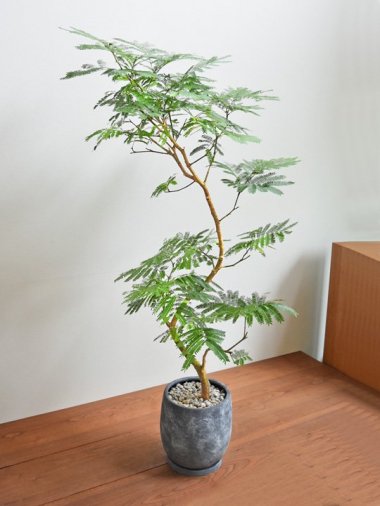 エバーフレッシュ - tree tree ～おしゃれな観葉植物 通販/interior plants shop～