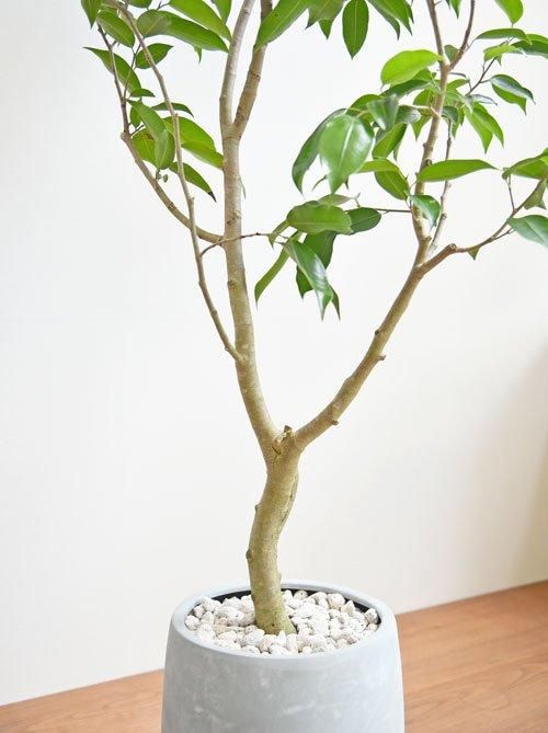 フィカス・ストリクタ 092401 販売・通販 ［詳細ページ］ *tree