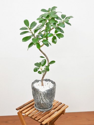 10,000～15,000円 - tree tree ～おしゃれな観葉植物 通販/interior plants shop～