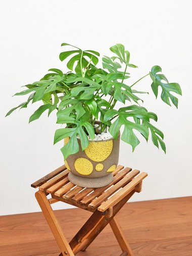 10,000～15,000円 - tree tree ～おしゃれな観葉植物 通販/interior plants shop～