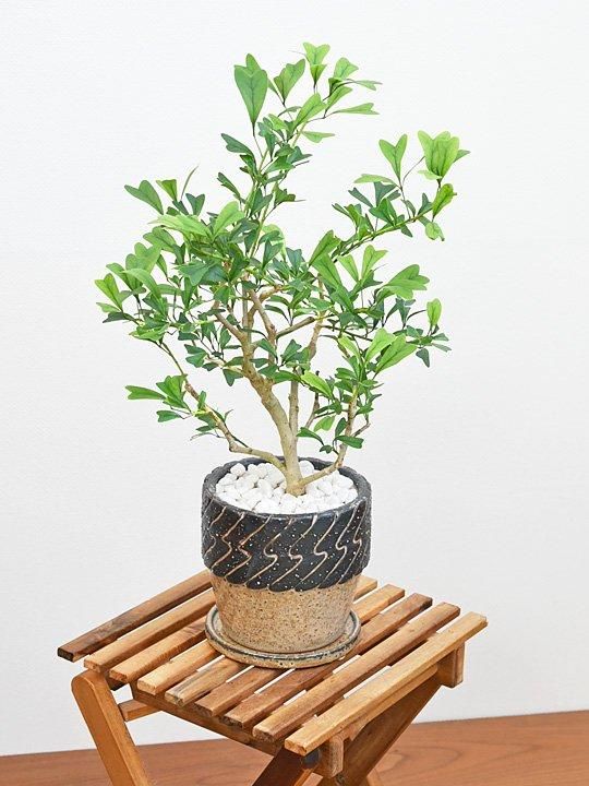 希少 シェフレラ トライアンギュラス 大苗 シェフレラ：トライアンギュラリス3.5号ポット の通販 | 園芸ネット