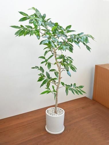 アマゾンオリーブ - tree tree ～おしゃれな観葉植物 通販