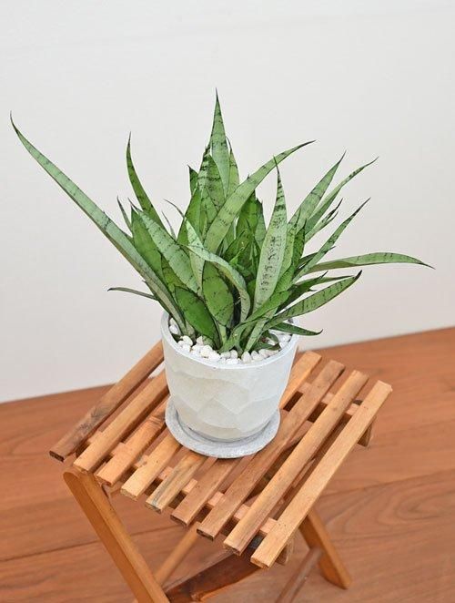 サンスベリア・シルバープリンセス 102401 販売・通販 ［詳細ページ