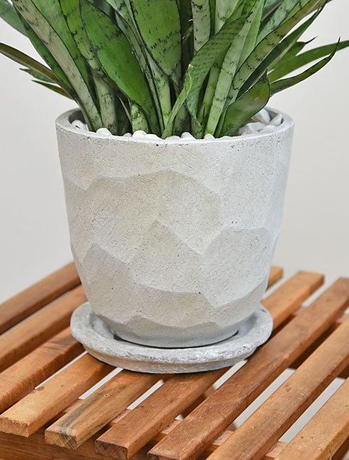 サンスベリア・シルバープリンセス 102401 販売・通販 ［詳細ページ