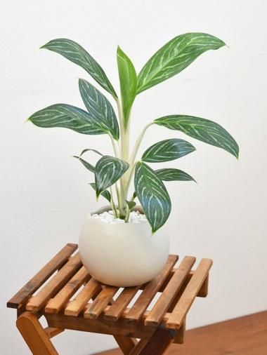 アグラオネマ - tree tree ~おしゃれな観葉植物 通販/interior アグラオネマ - tree tree ~おしゃれな観葉植物 通販/interior