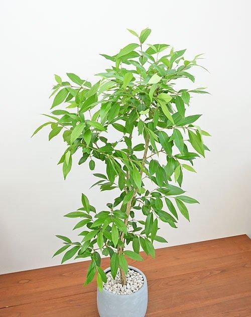 アマゾンオリーブ　曲げ仕立て　オシャレなロング鉢植え アマゾンオリーブ 曲げ仕立て オシャレなロング鉢植え - メルカリ