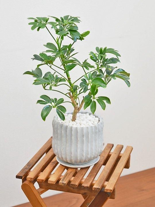 シェフレラ・レナータ 102402 販売・通販 ［詳細ページ］ *tree