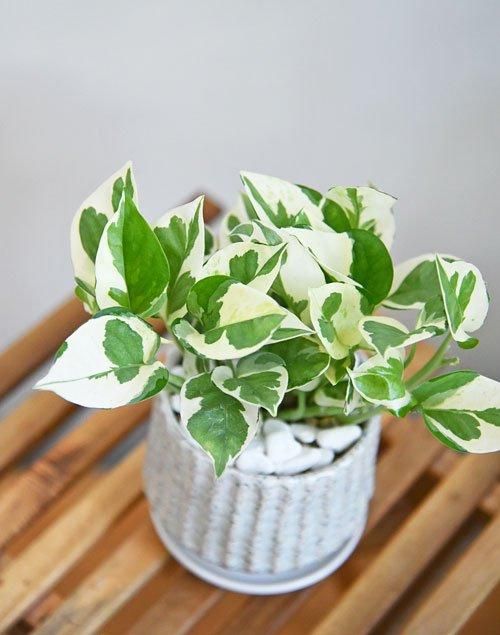 ポトス・エンジョイ 102401 販売・通販 ［詳細ページ］ *tree tree*