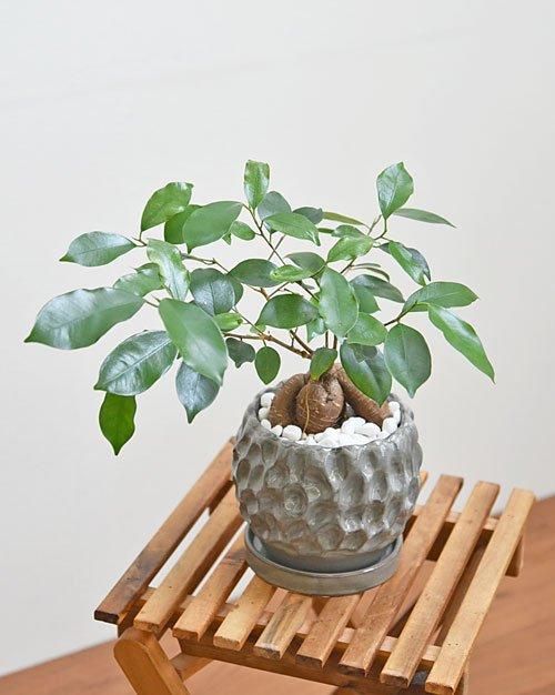 ガジュマル 102401 販売・通販［詳細ページ］ *tree tree*