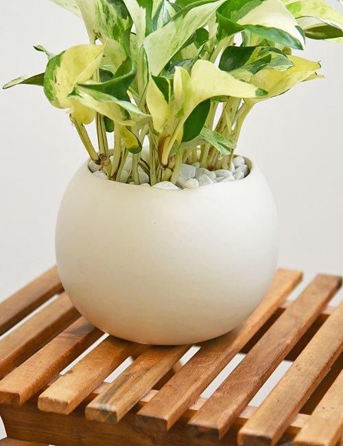 モンステラ・ポトス choco 観葉植物 ポトス 6号 ラウンド 付き