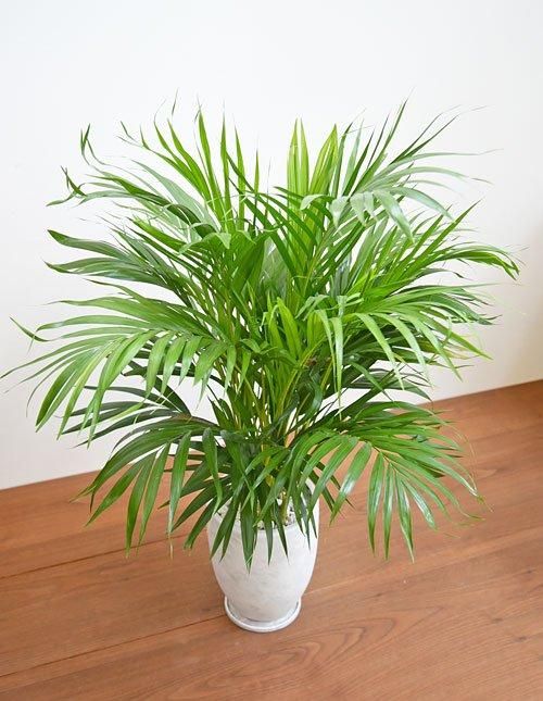 スーパーアレカヤシ 102401 販売・通販 ［詳細ページ］ *tree tree*