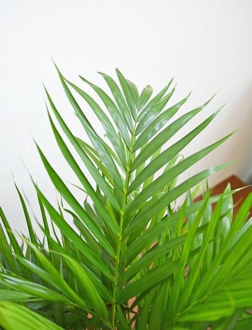 スーパーアレカヤシ 102401 販売・通販 ［詳細ページ］ *tree tree*