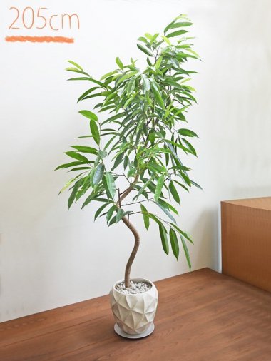 20,000円～ - tree tree ～おしゃれな観葉植物 通販/interior plants shop～